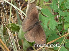 vlinder (880*660)